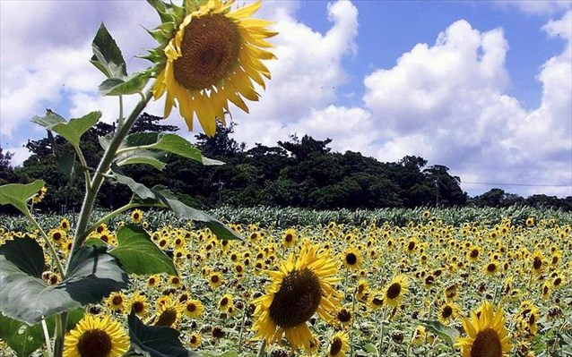 Τα ηλιοτρόπια στρέφονται προς τα ανατολικά το πρωί με την ανατολή του ηλίου και τον ακολουθούν κατά τη διάρκεια της ημέρας, καθώς κινείται κατά μήκος του ουρανού, στρεφόμενα τελικά προς τα δυτικά με τη δύση του ηλίου