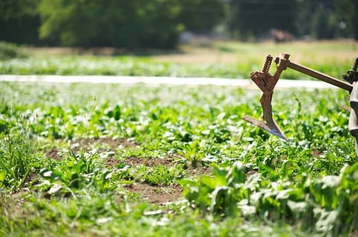 h-viologikh-gewrgia-sta-xeria-twn-agrotwn-696x462