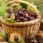 Συλλογή κάστανων και μανιταριών – Επιτρεπόμενες ποσότητες