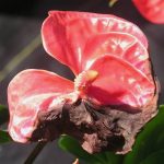 Βακτηριακή Νέκρωση του Ανθούριου