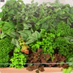 Κήπος… κάτω από το τραπέζι!