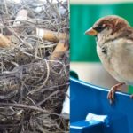 Γιατί τα πουλιά βάζουν τσιγάρα στις φωλιές τους;