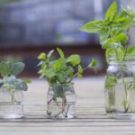 Φυτά για εύκολο πολλαπλασιασμό