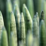 6 Ανθεκτικά Φυτά Εσωτερικού Χώρου που “Αγαπούν” την Παραμέληση