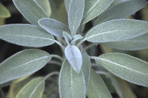 2979483705_bf986f189e