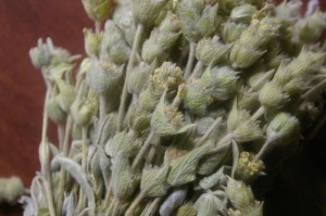 COPYRIGHT-KATHRYN-SANDERSON_tsai-tou-vounou_close1