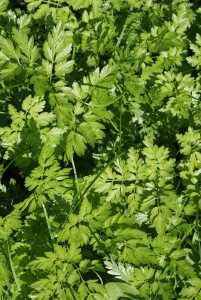 1293865_green_parsley_leaves