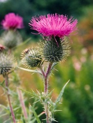ρίζα και φύλλα γαϊδουράγκαθου