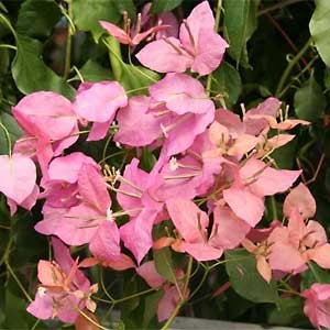Bougainvillea_glabra1.jpg Bougainvillea_glabra1.jpg