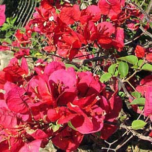 Bougainvillea_spectabilis.jpg Bougainvillea_spectabilis.jpg
