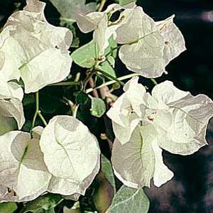 Bougainvillea_white.jpg Bougainvillea_white.jpg