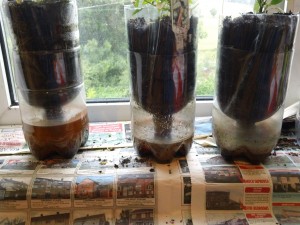 Homemade Plastic Bottle Sub-Irrigated Planter - July 2012 Homemade Plastic Bottle Sub-Irrigated Planter - July 2012