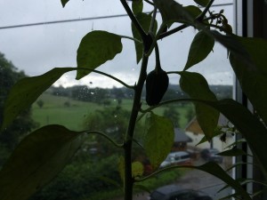 Chilli ~ July 2012 Chilli ~ July 2012