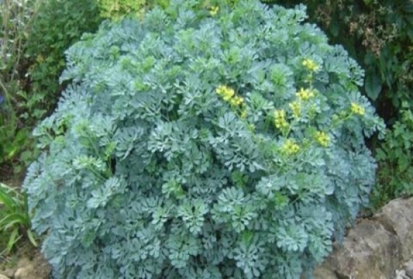 37d600e23688f7ac57749e0a5681fc1a_L