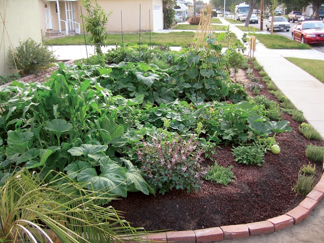 Stamatis Sekliziotis 10 (πρασιές απο γκαζον σε λαχανικά)