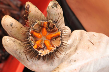 suntages_thalassina_axinos-kommenos-sth-mesi_ARTCL