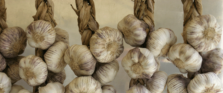 6266_garlic
