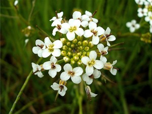 Water-cress (Rorippa nasturtium-aquaticum) Pool edge in 'The Park' field Sapcote SP 4848 9324 (taken 4.6.2007)