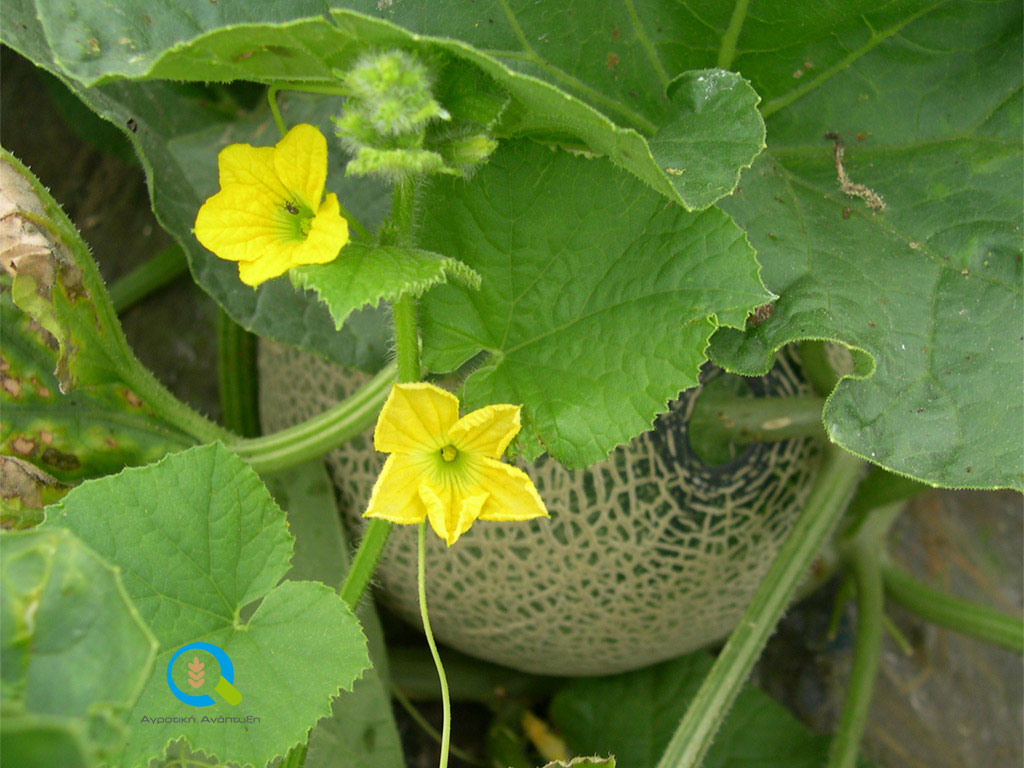 kalliergia-peponiou_agrosimvoulos