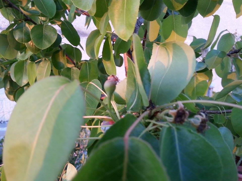 11124622_971572982877705_1299191635_n