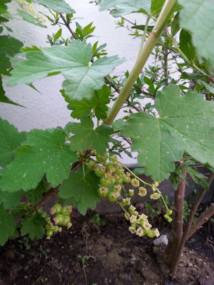 11180052_971572979544372_685816173_n