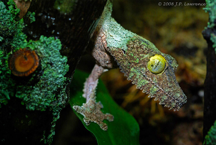 mossy-leaf-tailed-gecko-2