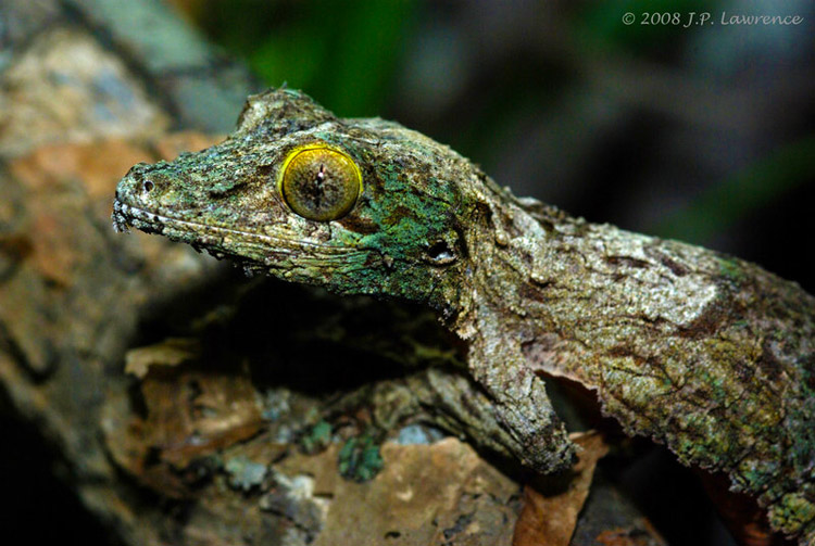 mossy-leaf-tailed-gecko-3