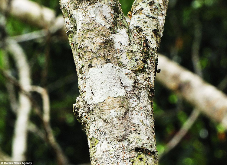 mossy-leaf-tailed-gecko-5