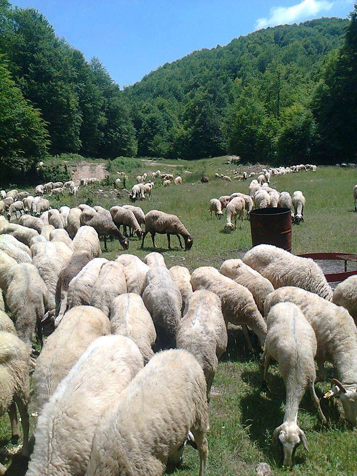 12196360_1504229589873271_3907779079261219705_n