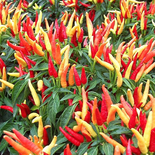 piperia kafteri-1309378268